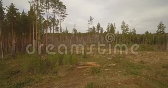 锯树倒下了森林砍伐视频的预览图