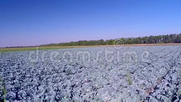 紫色卷心菜在田野里视频的预览图