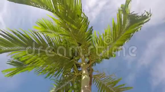 棕榈枝在风中阳光从太阳上闪闪发光蓝天视频的预览图