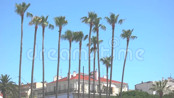 镇建筑和棕榈树视频的预览图