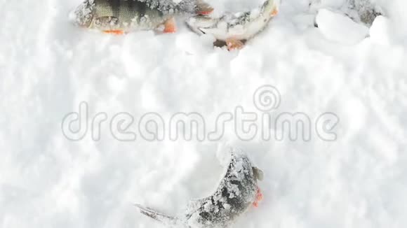 在冬季冰钓中捕获的新鲜鱼视频的预览图