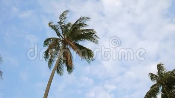 用白云在蓝天上摇曳椰子棕榈树高清慢速运动泰国视频的预览图