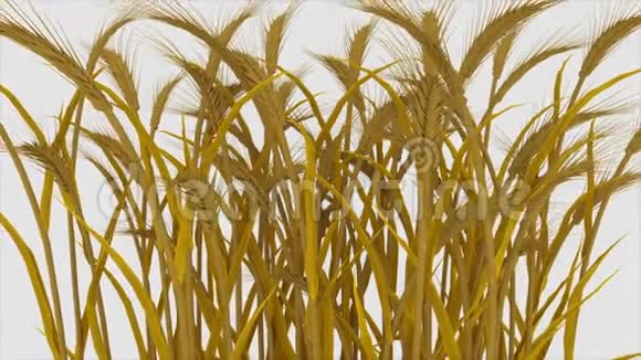 小麦大麦白色背景的玉米作物植物视频的预览图