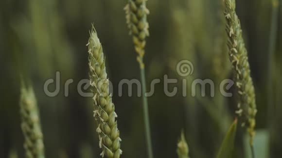 极端近距离观看未成熟的绿色麦穗或黑麦在轻风下移动春天大自然的美视频的预览图