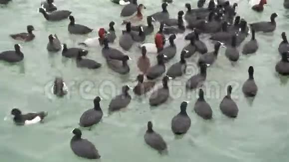 水中的海鸟鸭子在海里游泳视频的预览图