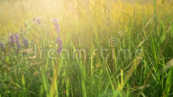 夕阳下的野草甸花草视频的预览图