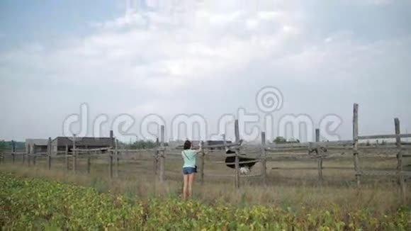 美丽的女孩在农场的平板鸵鸟上制作视频视频的预览图