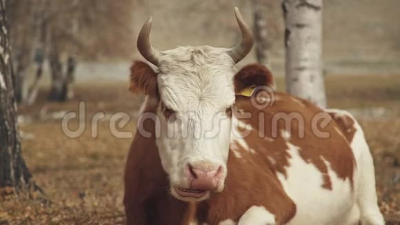牛在镜头里看秋天野生动物背景下的牲畜视频的预览图