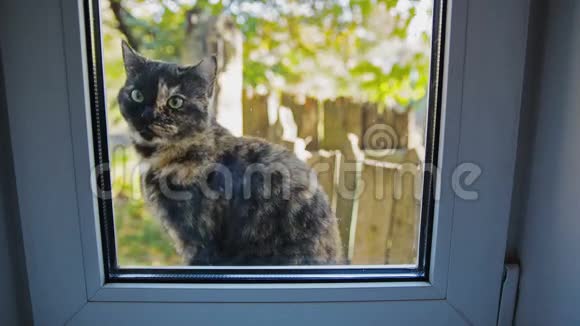 猫在窗外视频的预览图
