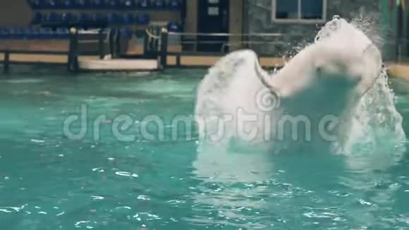 白鲸在海豚馆游泳池的水中游泳视频的预览图