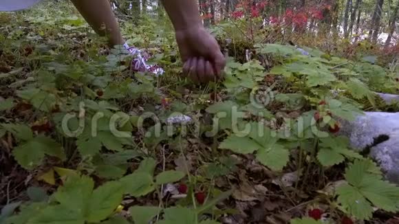 小女孩在森林里收集草莓视频的预览图