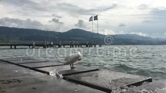 白天鹅清洁了湖岸上的脖子视频的预览图