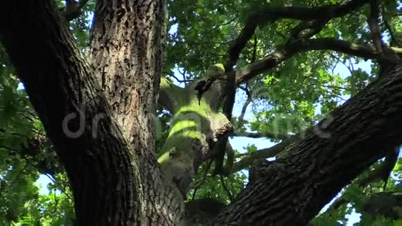 一棵令人难忘的树名叫橡树王500岁的栎树夏季橡树传说捷克国王瓦茨拉夫三世视频的预览图