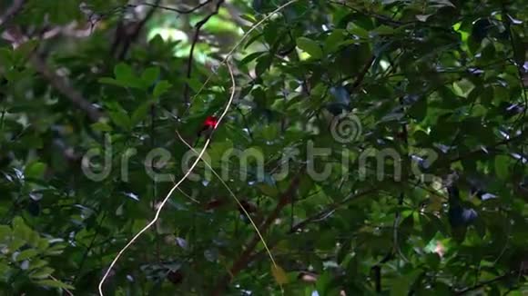 深红的太阳鸟坐在树枝上视频的预览图