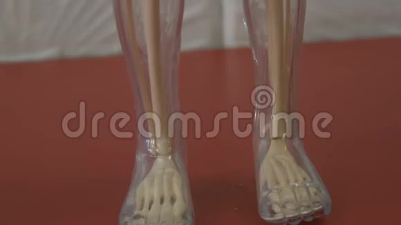 人体解剖结构的玩具模型人造人体模型视频的预览图