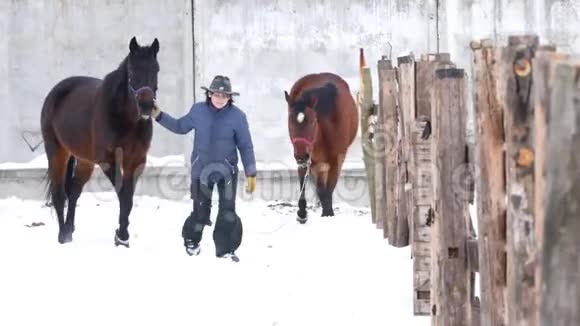 冬天棕色的马在开阔的围场里行走并和他们一起骑马视频的预览图