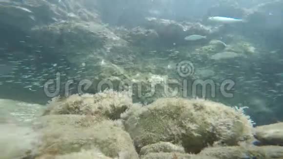 水下鱼与太阳光的游泳视频的预览图