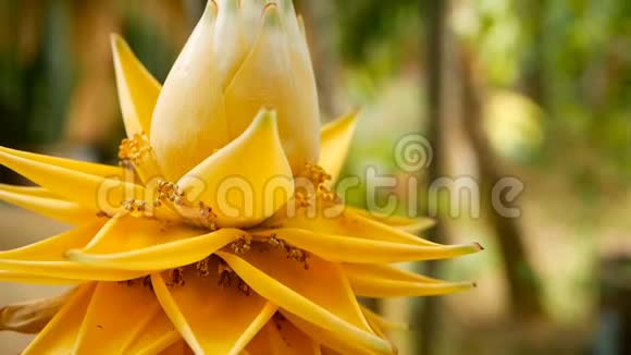 花园里美丽的黄花中国矮子香蕉在模糊自然背景下的宏观特写选择性选择性选择性视频的预览图