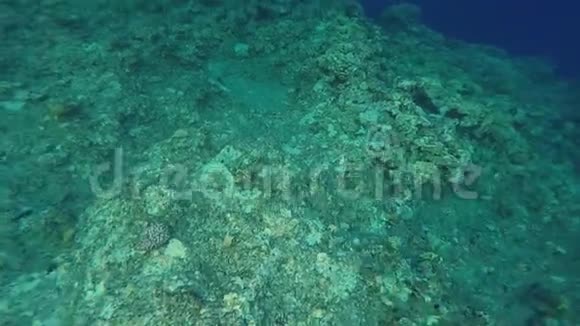红海热带水下五颜六色的鱼和管虫软珊瑚在热带珊瑚礁视频的预览图
