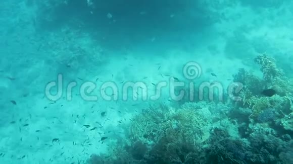 美丽的水下五颜六色的鱼和珊瑚在红海的热带珊瑚礁埃及视频的预览图