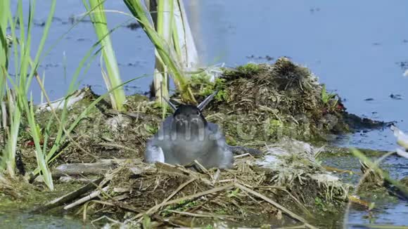 鸟黑燕鸥坐在巢上环顾四周巢位于沼泽腐殖质上视频的预览图