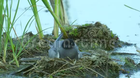 鸟黑燕鸥坐在巢上环顾四周巢位于沼泽腐殖质上视频的预览图