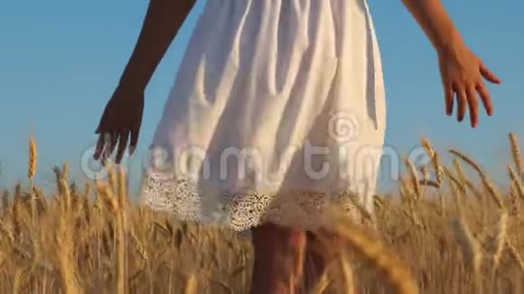 穿着白色衣服的女孩走向成熟的小麦女孩的手触摸成熟的小麦耳朵慢动作特写视频的预览图