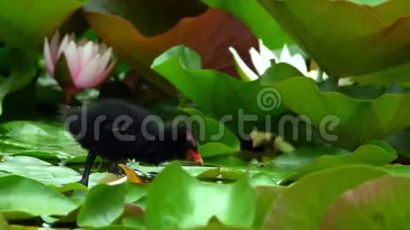 水和鸭上的莲花和叶子视频的预览图