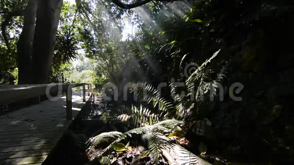 雨林地板视频的预览图