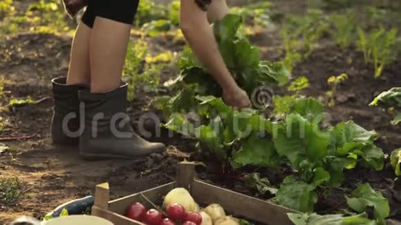 农民采摘甜菜和折叠在一个木箱在有机农场的田野在日落光视频的预览图