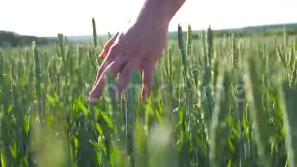 在阳光明媚的夏日雄性的手在草地上移动着小麦年轻的农民穿过谷地视频的预览图