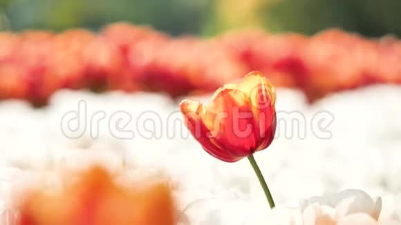 美丽的单瓣红郁金香花在白色郁金香花场中随风摆动背光和宏观视野4K慢动作视频视频的预览图