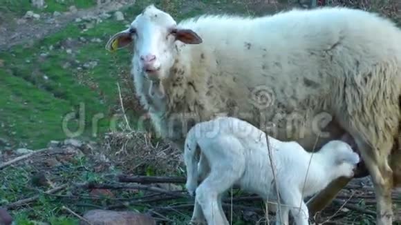 母羊和羊宝宝视频的预览图