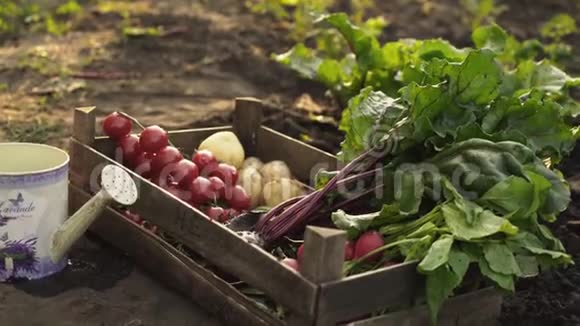 日落时分农民手里拿着装满新鲜有机蔬菜土豆胡萝卜番茄甜菜萝卜的木箱视频的预览图