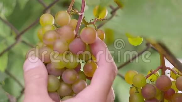 人在葡萄园里切葡萄的手视频的预览图