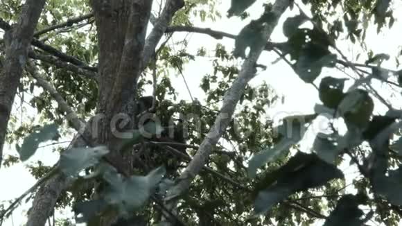 一堆长臂猿坐在树上视频的预览图