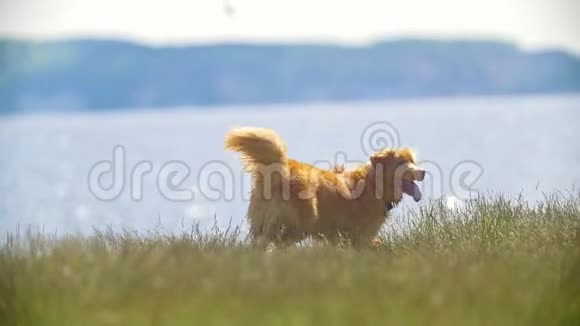 在阳光明媚的日子里黄色的狗在草地上玩飞盘动作缓慢视频的预览图