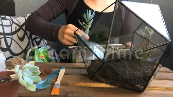 这位女花匠把多汁的植物种植在玻璃几何玻璃器皿上特写镜头视频的预览图