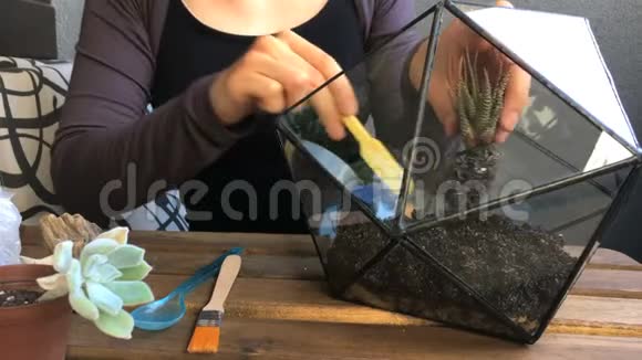 这位女花匠把多汁的植物种植在玻璃几何玻璃器皿上特写镜头视频的预览图