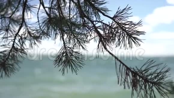 花架上的松树上的针视频的预览图