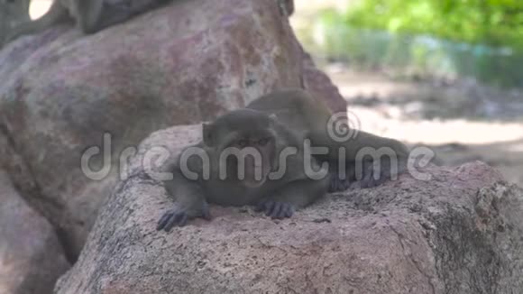 热带森林景观中可爱的猴子躺在石头上关闭猴子在热带雨林放松在丛林野生动物视频的预览图