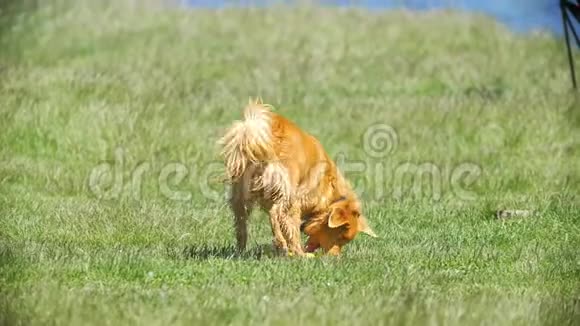 有趣的红色小狗抓住牙齿飞盘跑在草地上视频的预览图