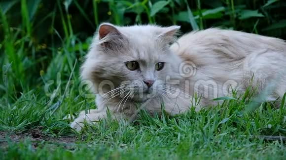 美丽的猫在大自然中玩草动作缓慢视频的预览图
