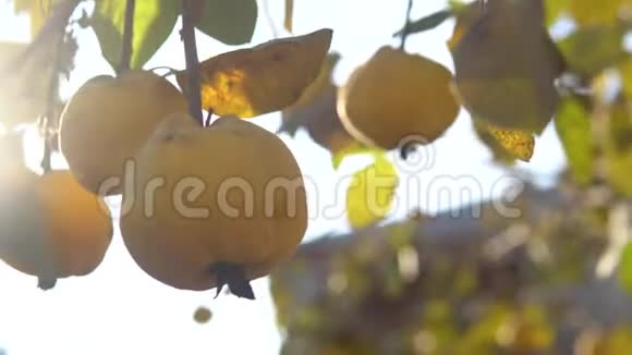 有机成熟的黄色木瓜果实阳光下的特写镜头视频的预览图