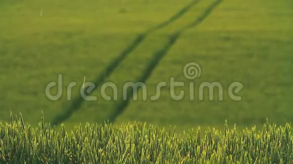 大雨倾盆在田野上嫩绿的小麦胚芽美丽的大自然美丽的风景乡村视频的预览图