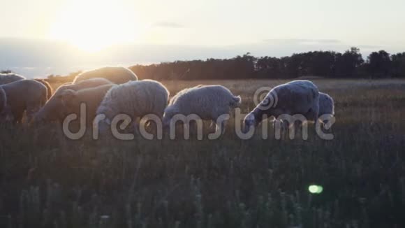 夕阳下农场里的羊群视频的预览图