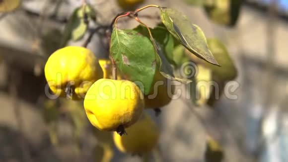 树上有机成熟的黄色果在阳光下近距离拍摄视频的预览图