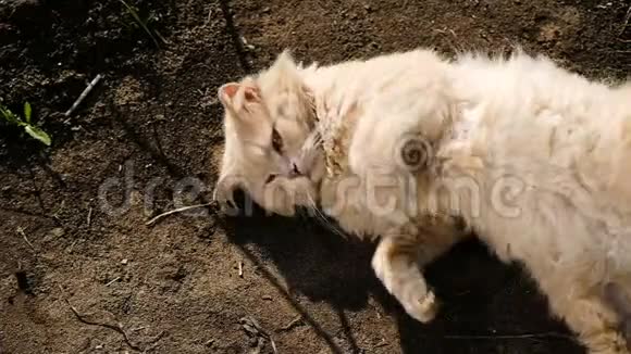 鸽子毛茸茸的猫在泥里打滚晒太阳慢动作视频的预览图