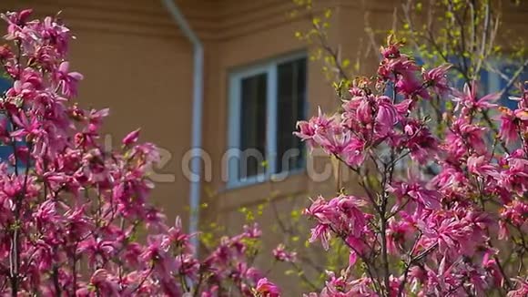 粉玉兰树花窗无人视频的预览图