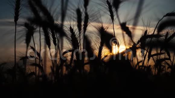 农业概念是麦田上金色的夕阳麦收穗慢动作视频背景天空生活方式视频的预览图